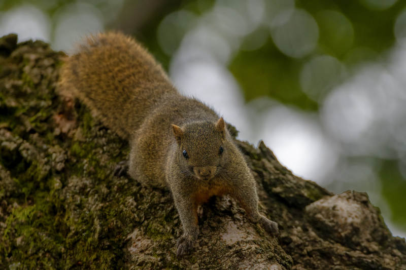 松鼠攀树梢图片