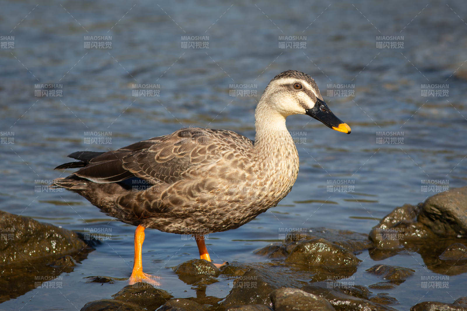 鸭子立于水边岩石图片