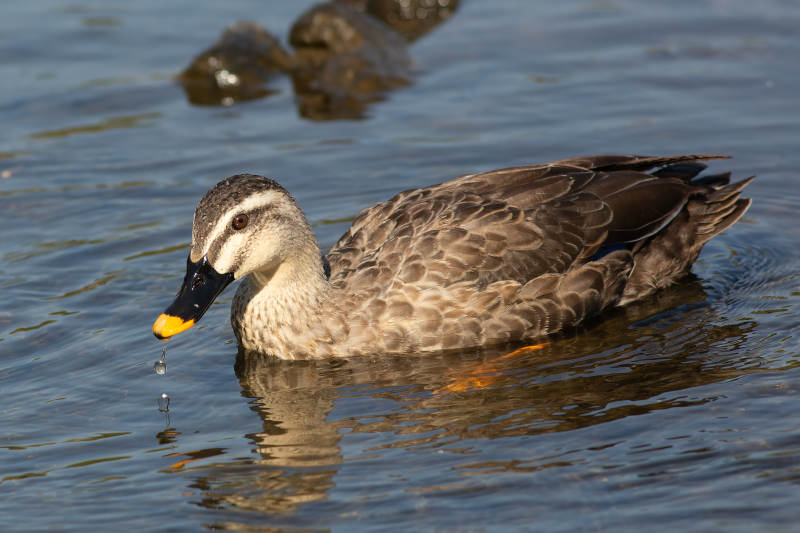 鸭子水中游图片