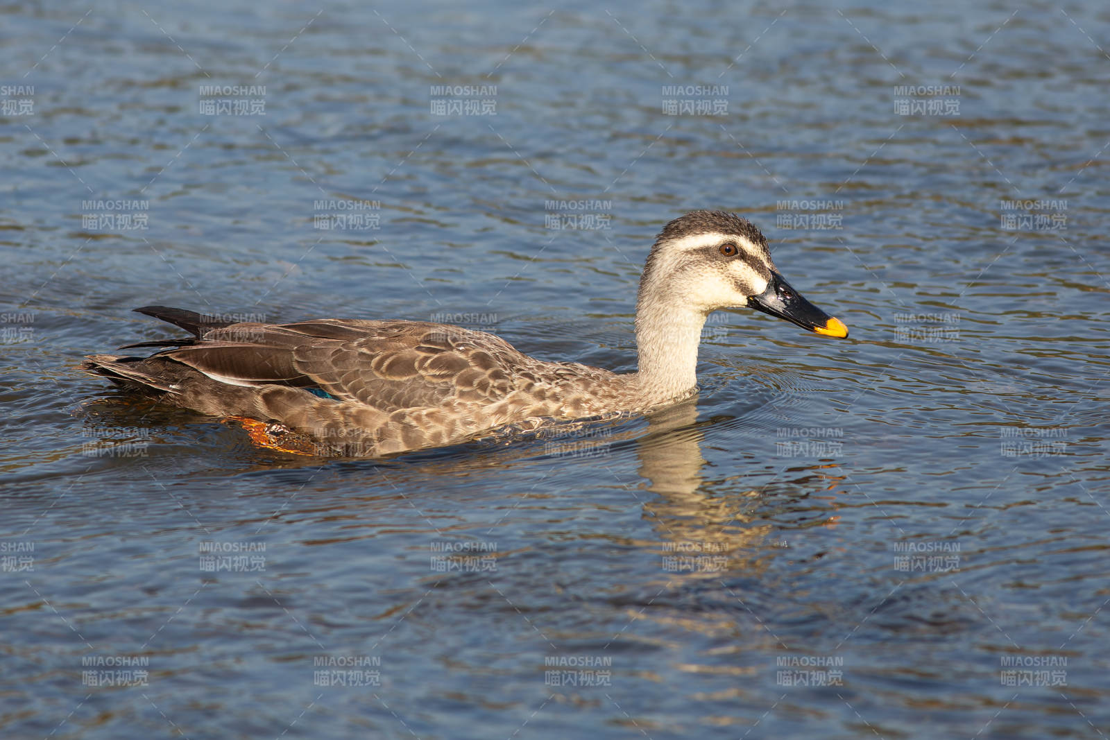 鸭子游水图片