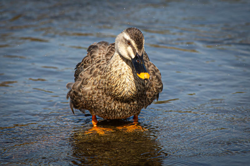 水边静立的鸭子图片