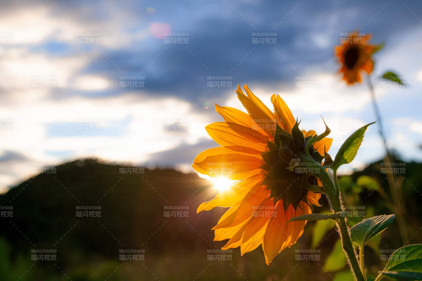 向日葵迎朝阳图片