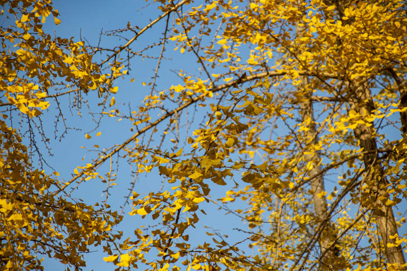秋叶金黄映蓝天图片