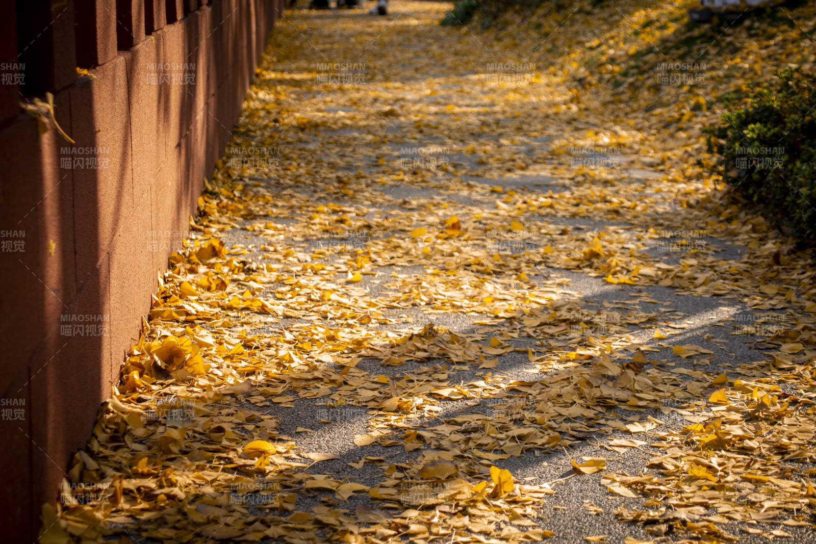 秋叶铺满小径图片