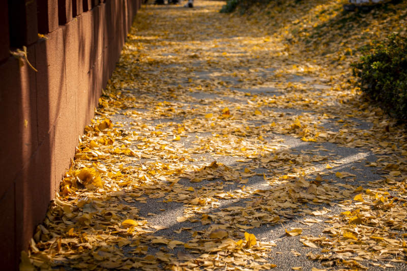 秋叶铺满小径图片