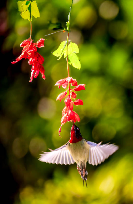 蜂鸟采蜜瞬间图片