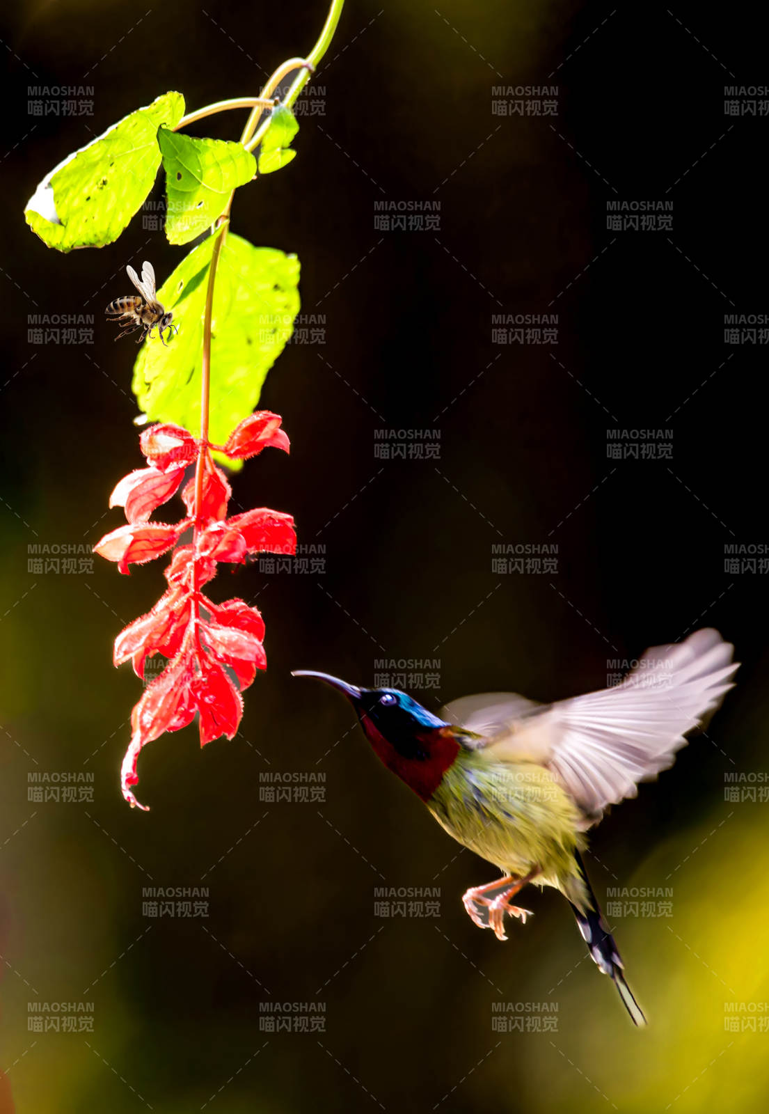 蜂鸟采蜜瞬间图片