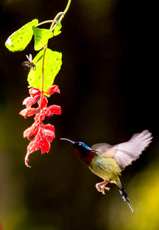 蜂鸟采蜜瞬间图片