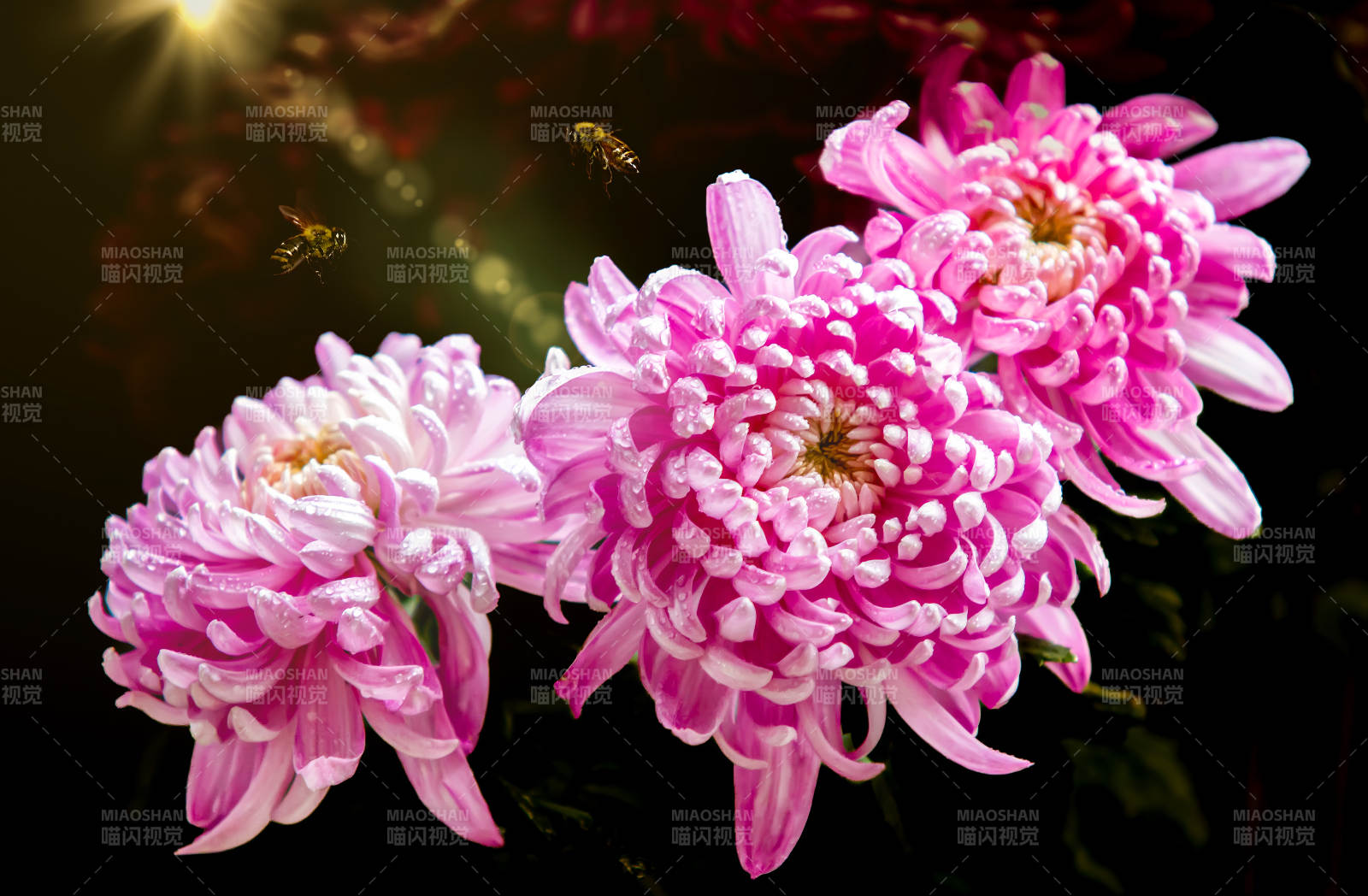 粉菊迎蜂图片