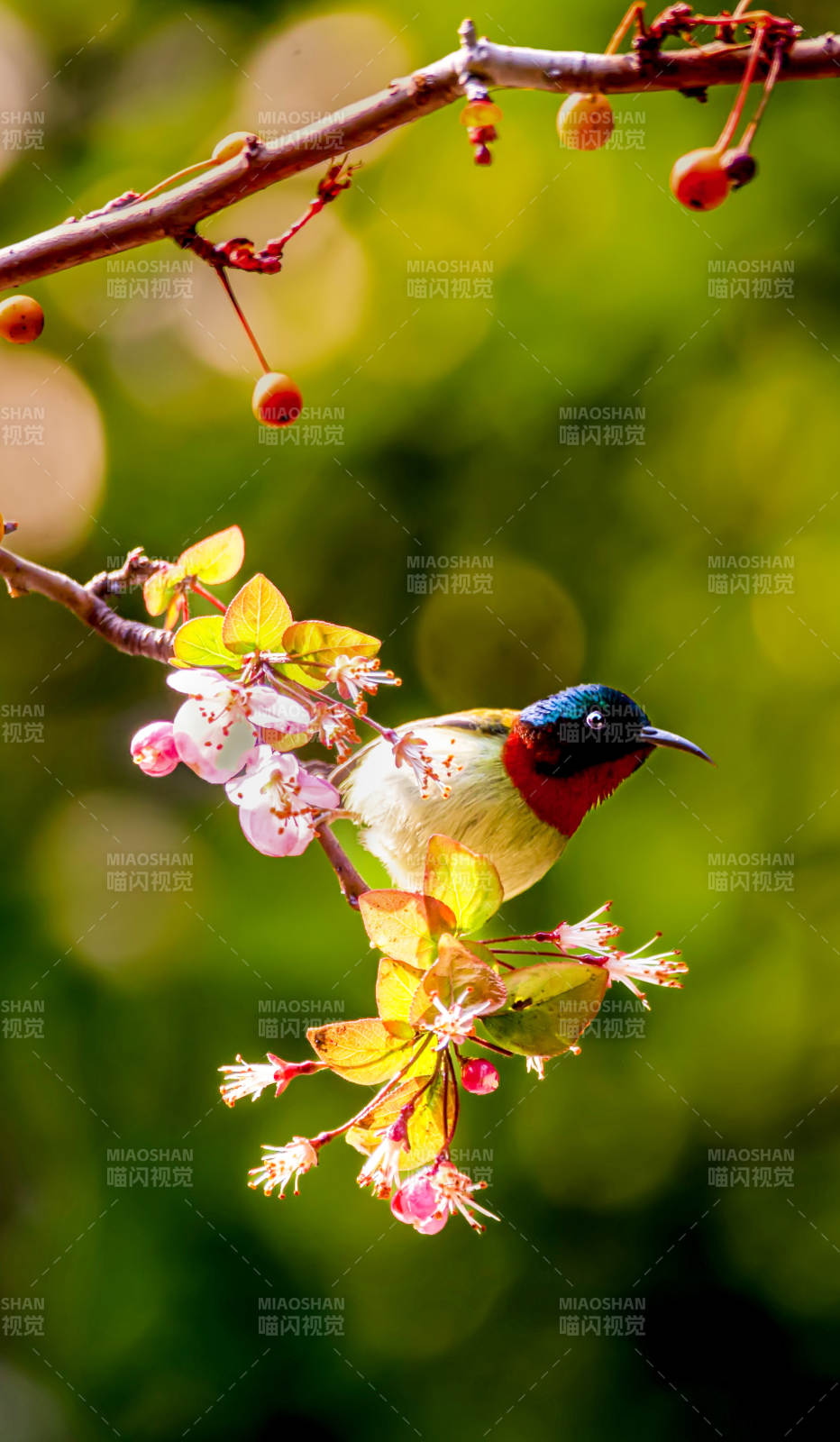 花枝上的太阳鸟（抓拍于自贡市）图片