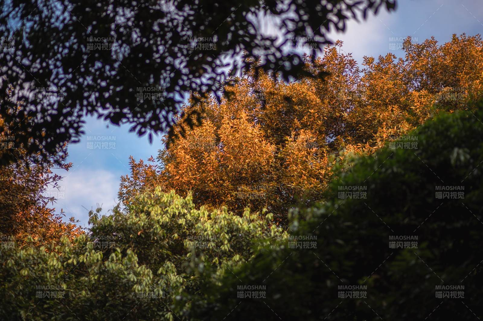 秋林映蓝天图片