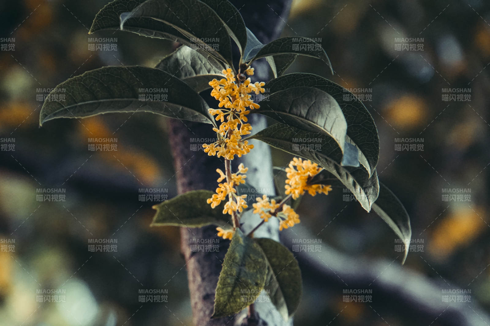 金桂绽放枝头图片