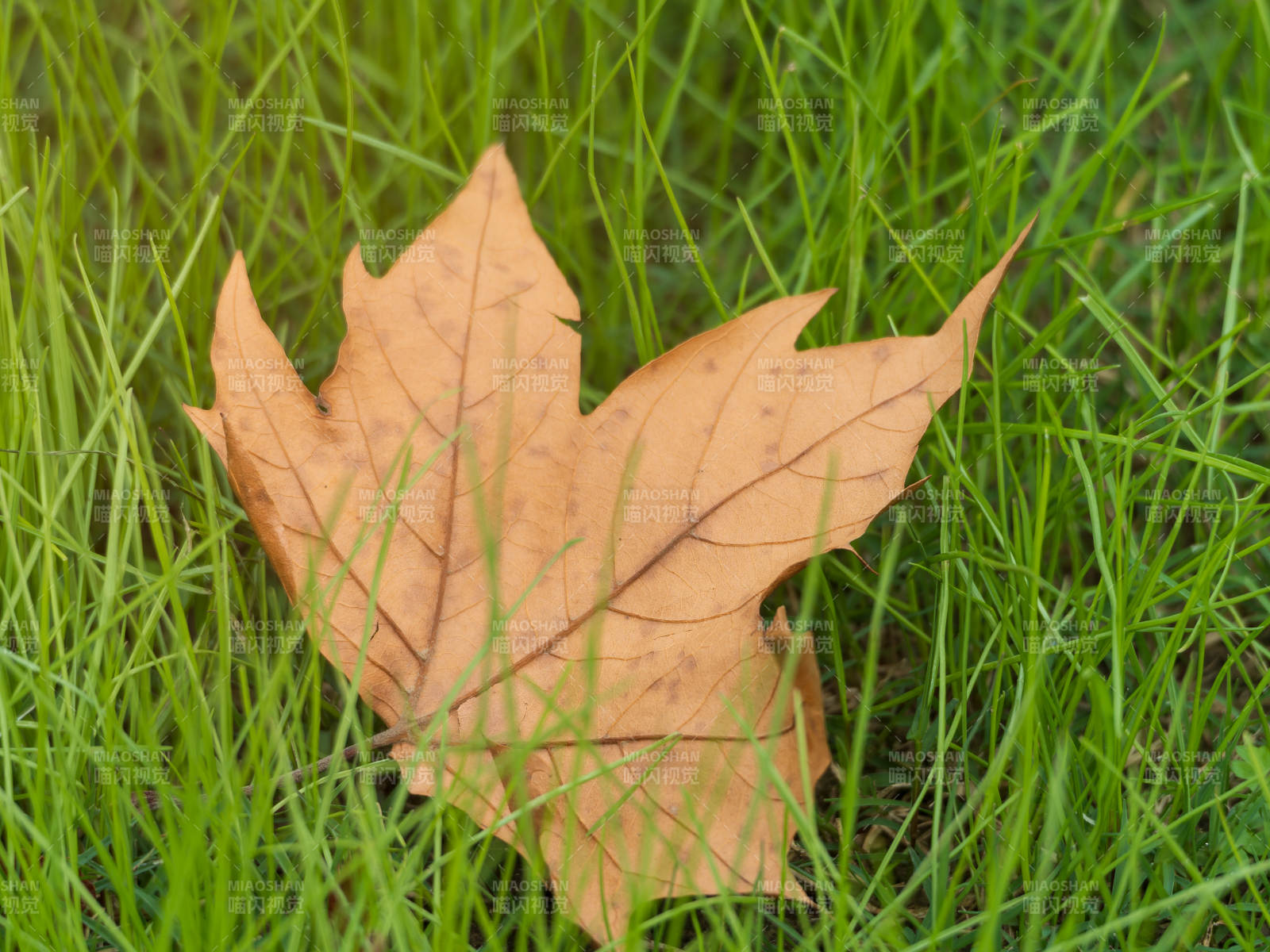 落叶静卧绿草间图片