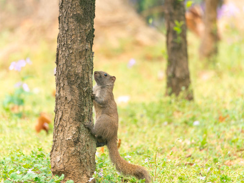 松鼠攀树图片