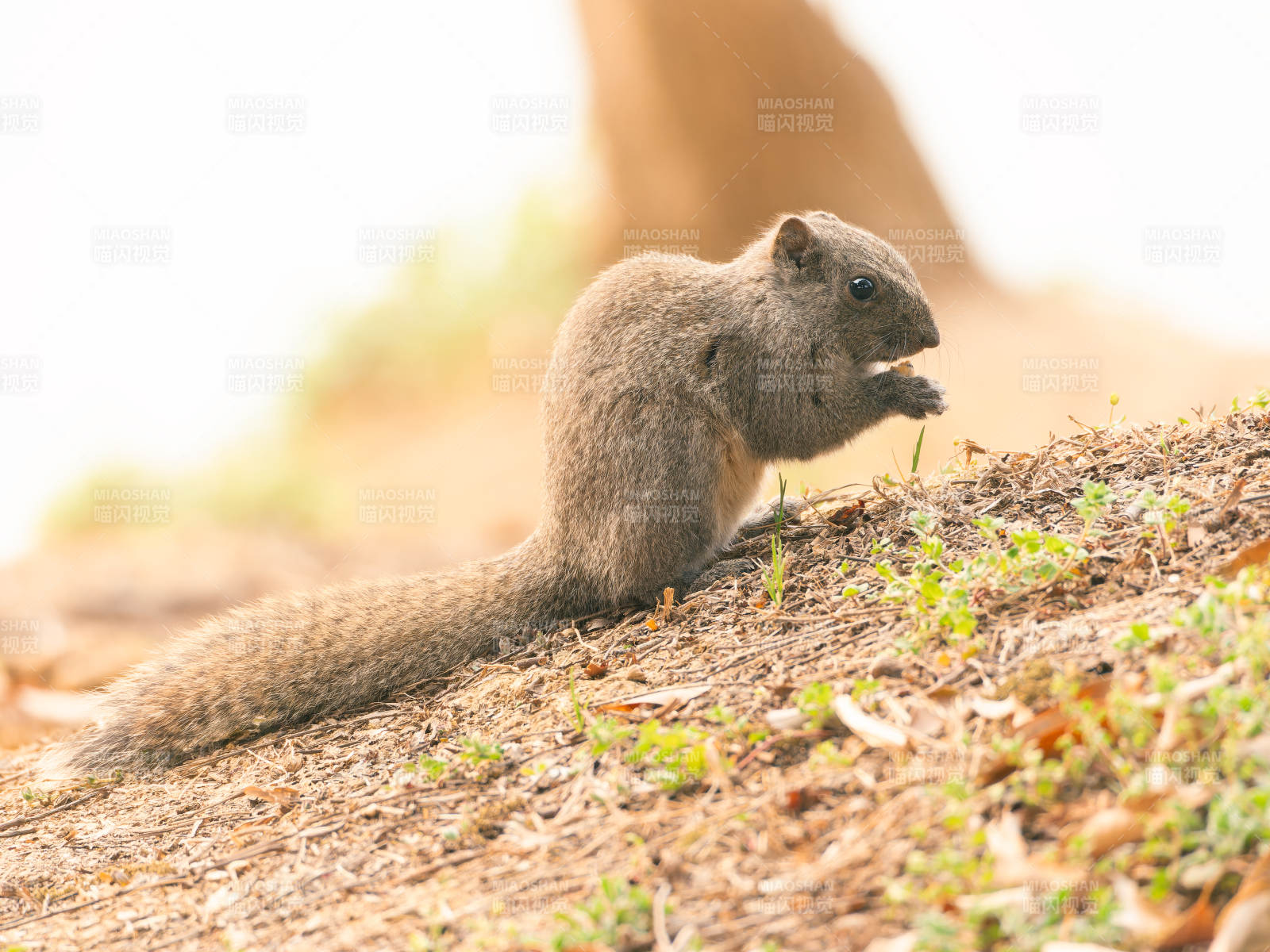 松鼠觅食瞬间图片