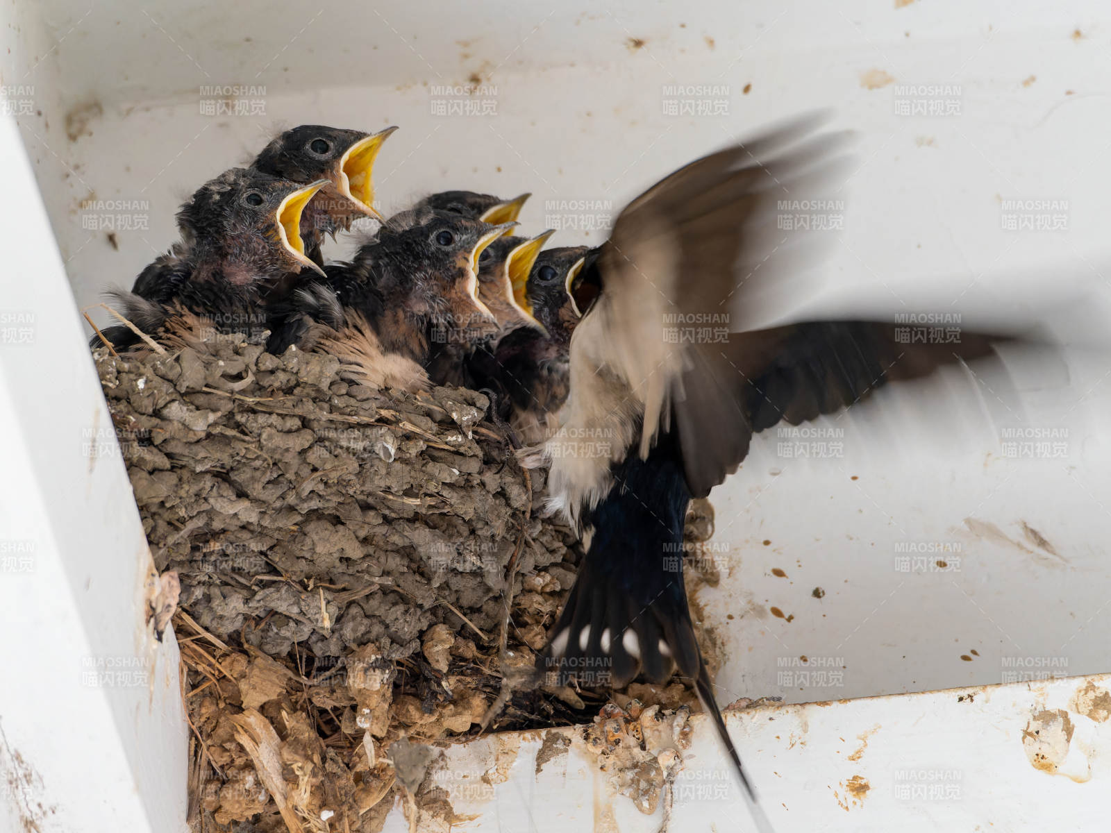 燕子喂雏鸟图片