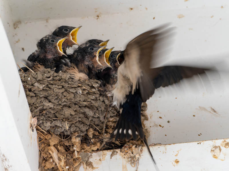 燕子喂雏鸟图片