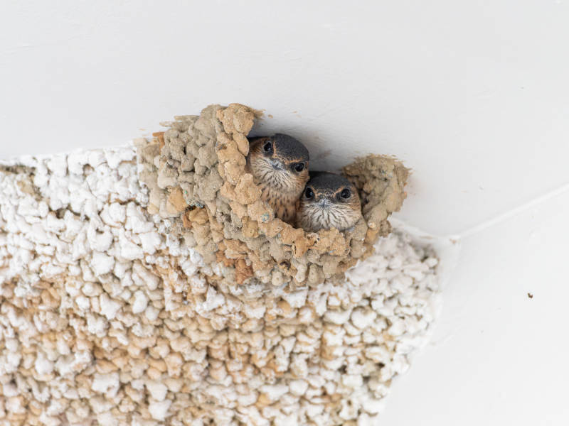 雏鸟探头巢中图片