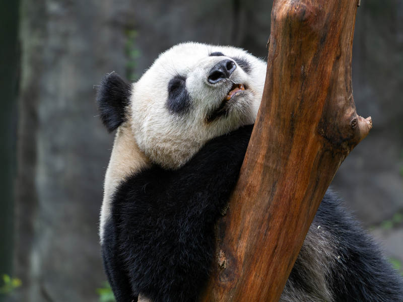 熊猫倚树休憩图片