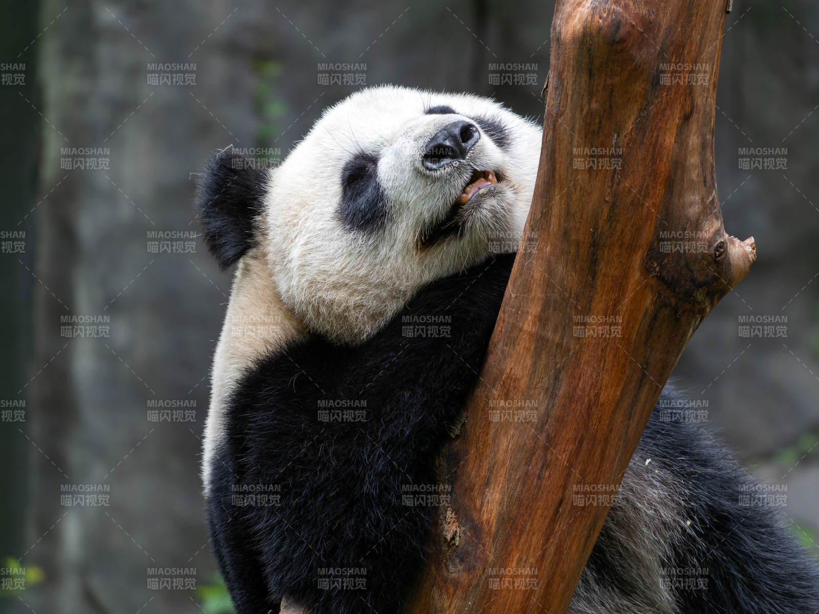 熊猫倚树休憩图片