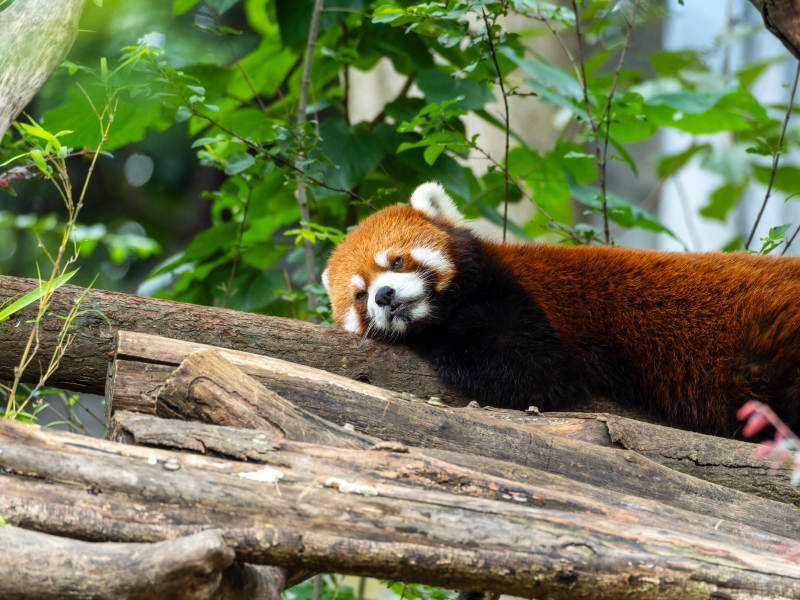 红熊猫栖息树干图片