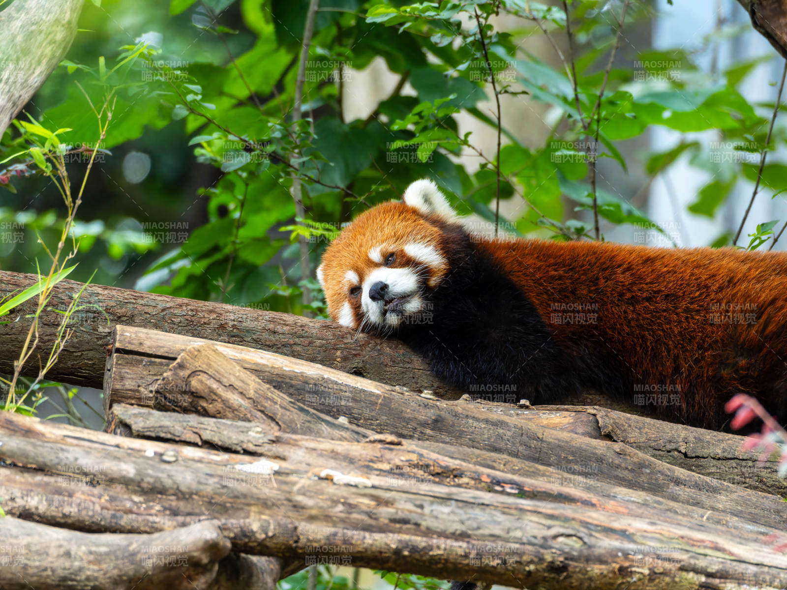 红熊猫栖息树干图片