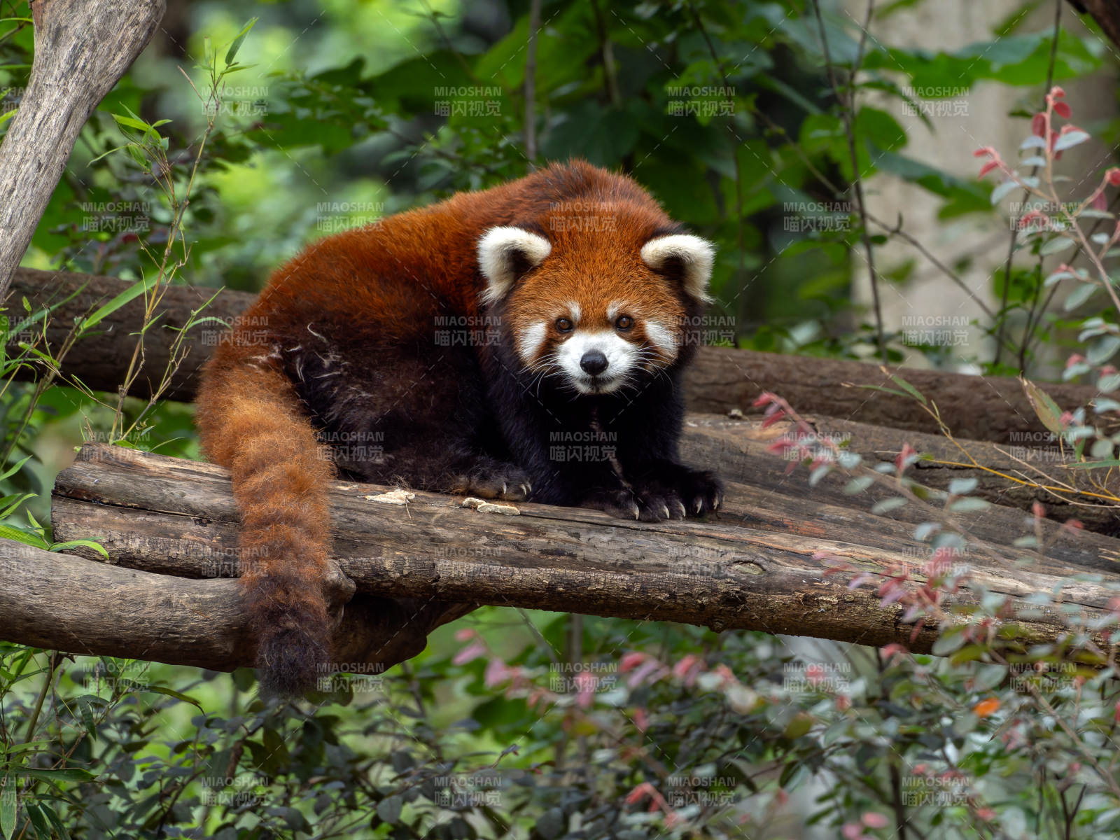 红熊猫栖息树干图片