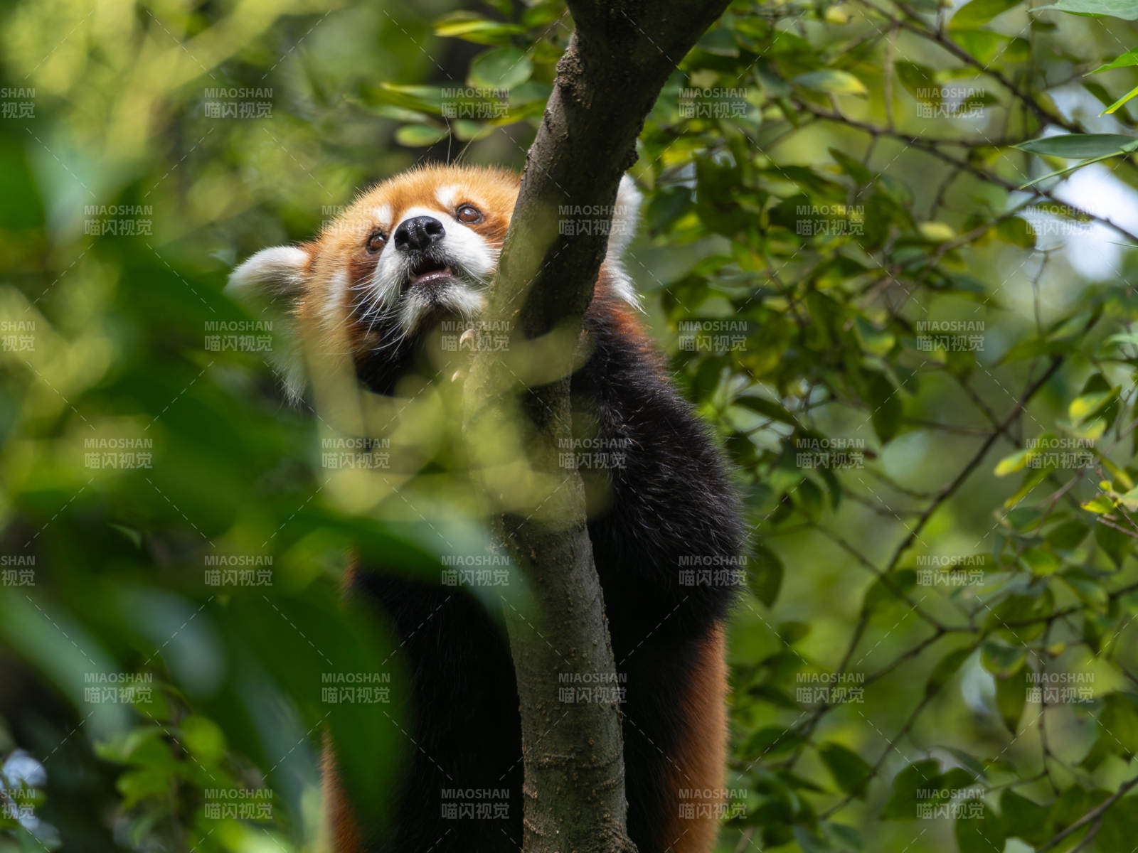 红熊猫树上休憩图片