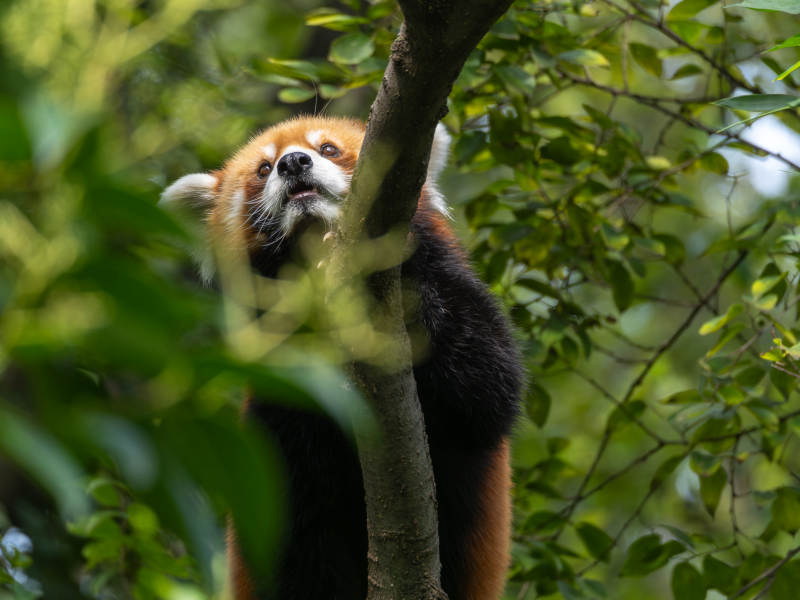 红熊猫树上休憩图片
