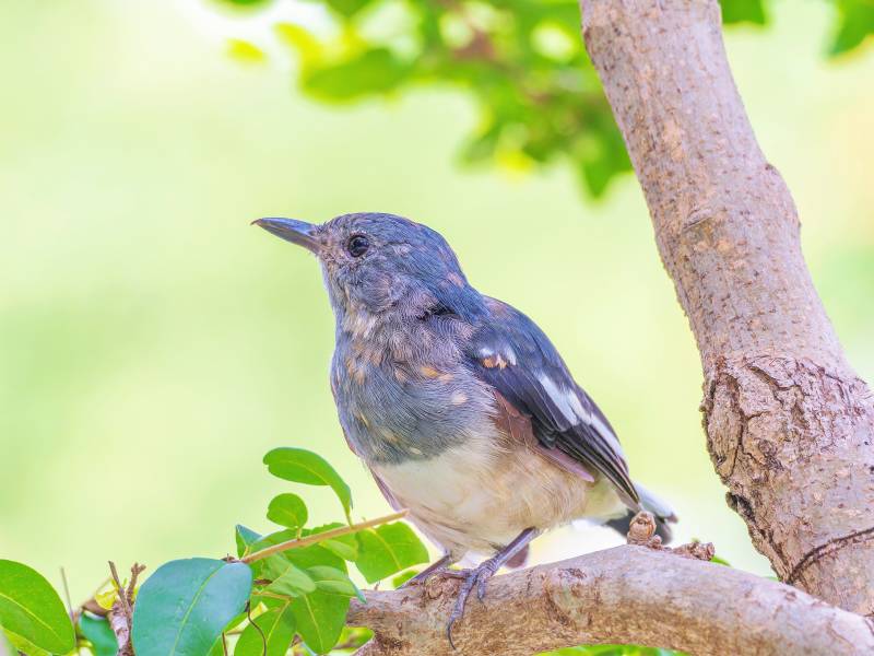 鹊鸲栖枝头图片