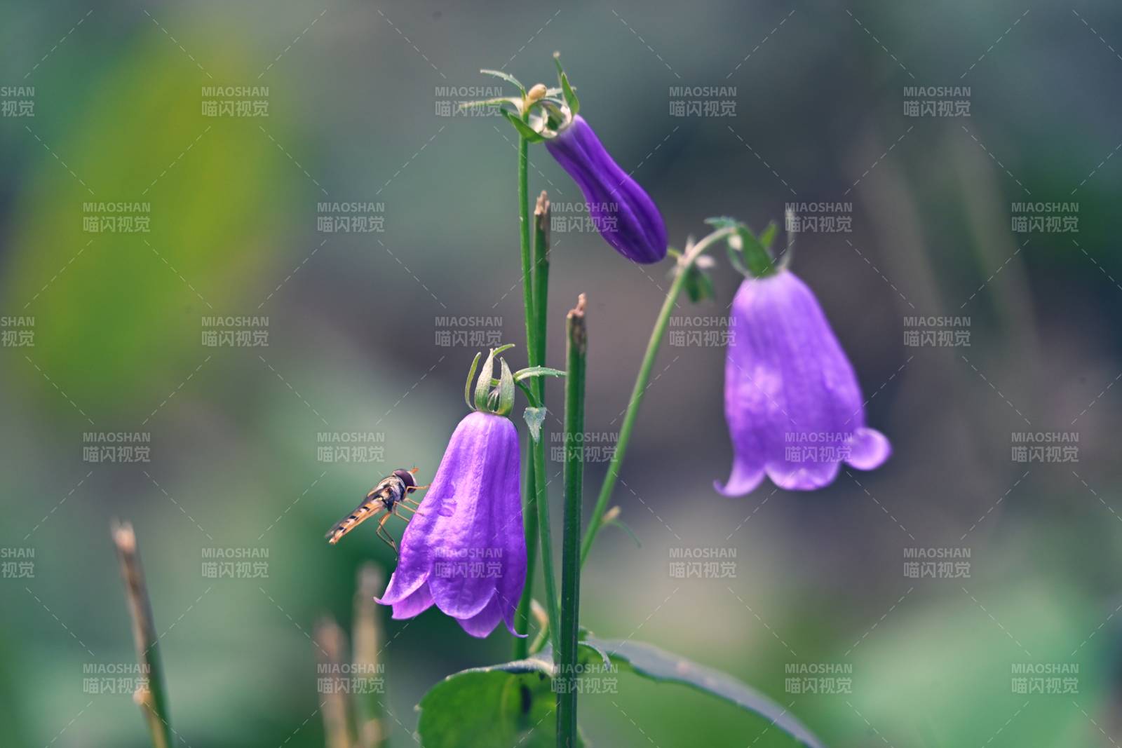 紫花铃铛迎风摇图片