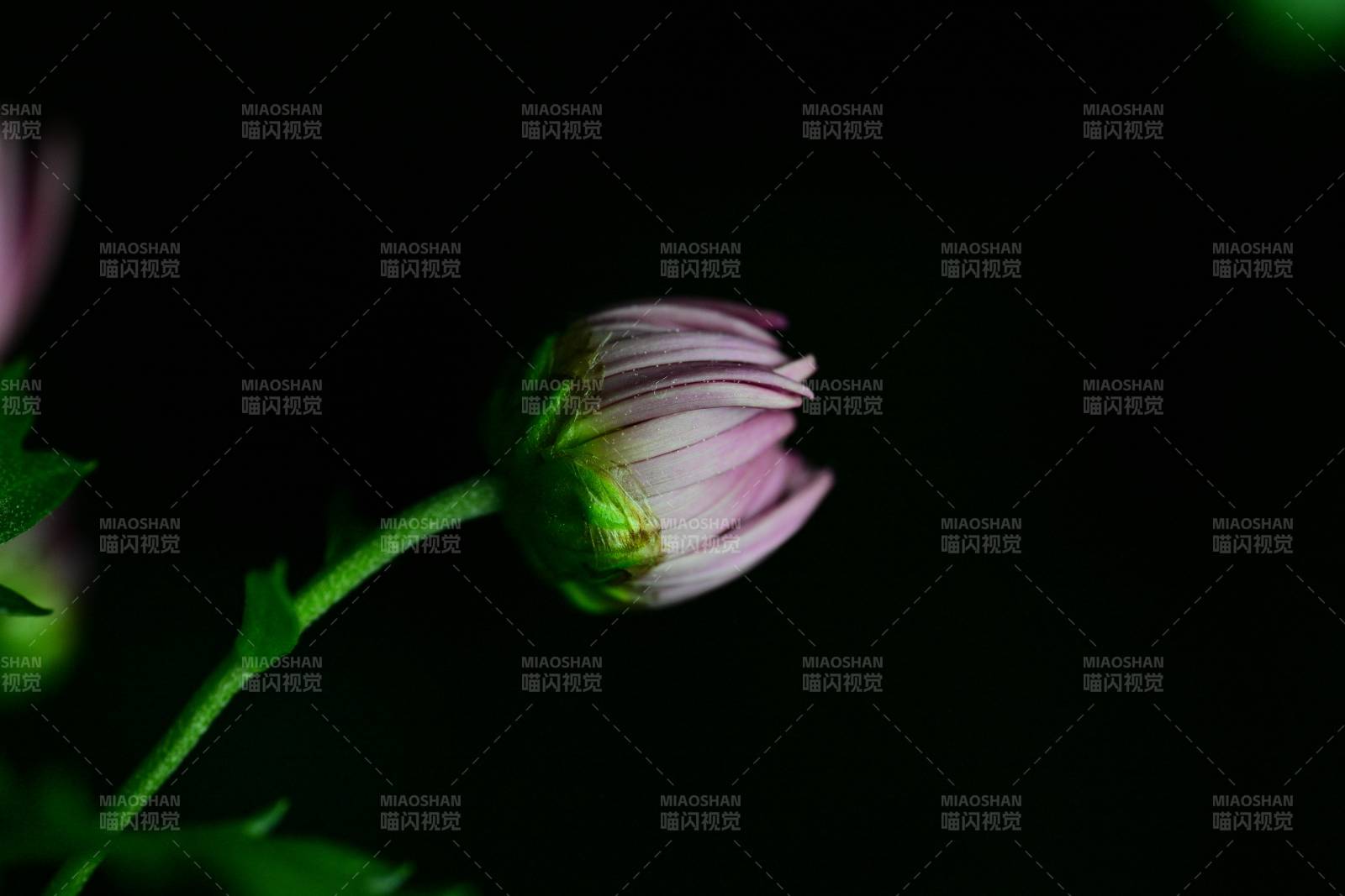 花蕾初绽 静谧之美图片