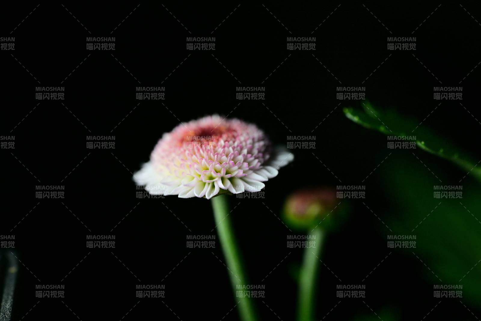 粉白菊花绽放图片