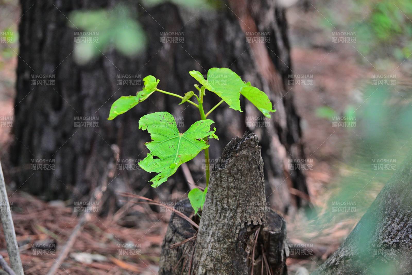 新芽破土而出图片