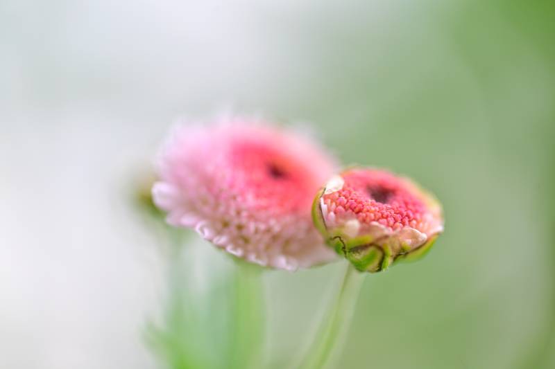 粉红雏菊绽放图片