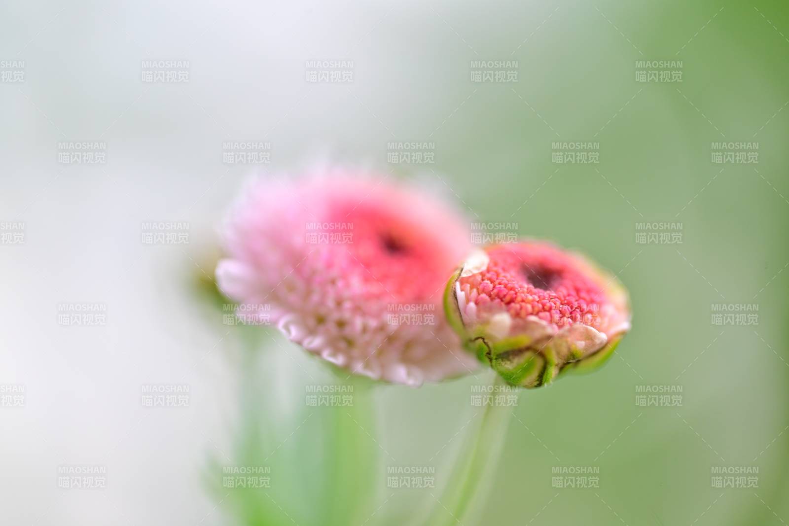 粉红雏菊绽放图片