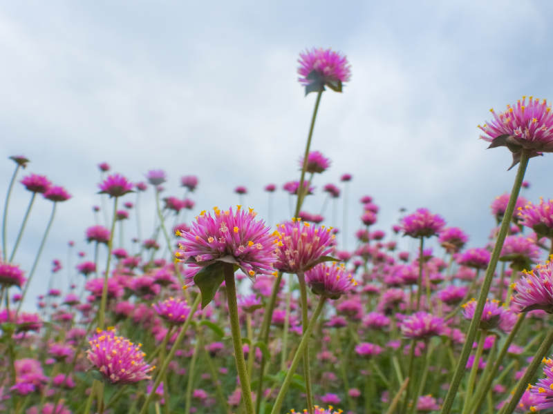 粉花千日红绽放 春意盎然图片