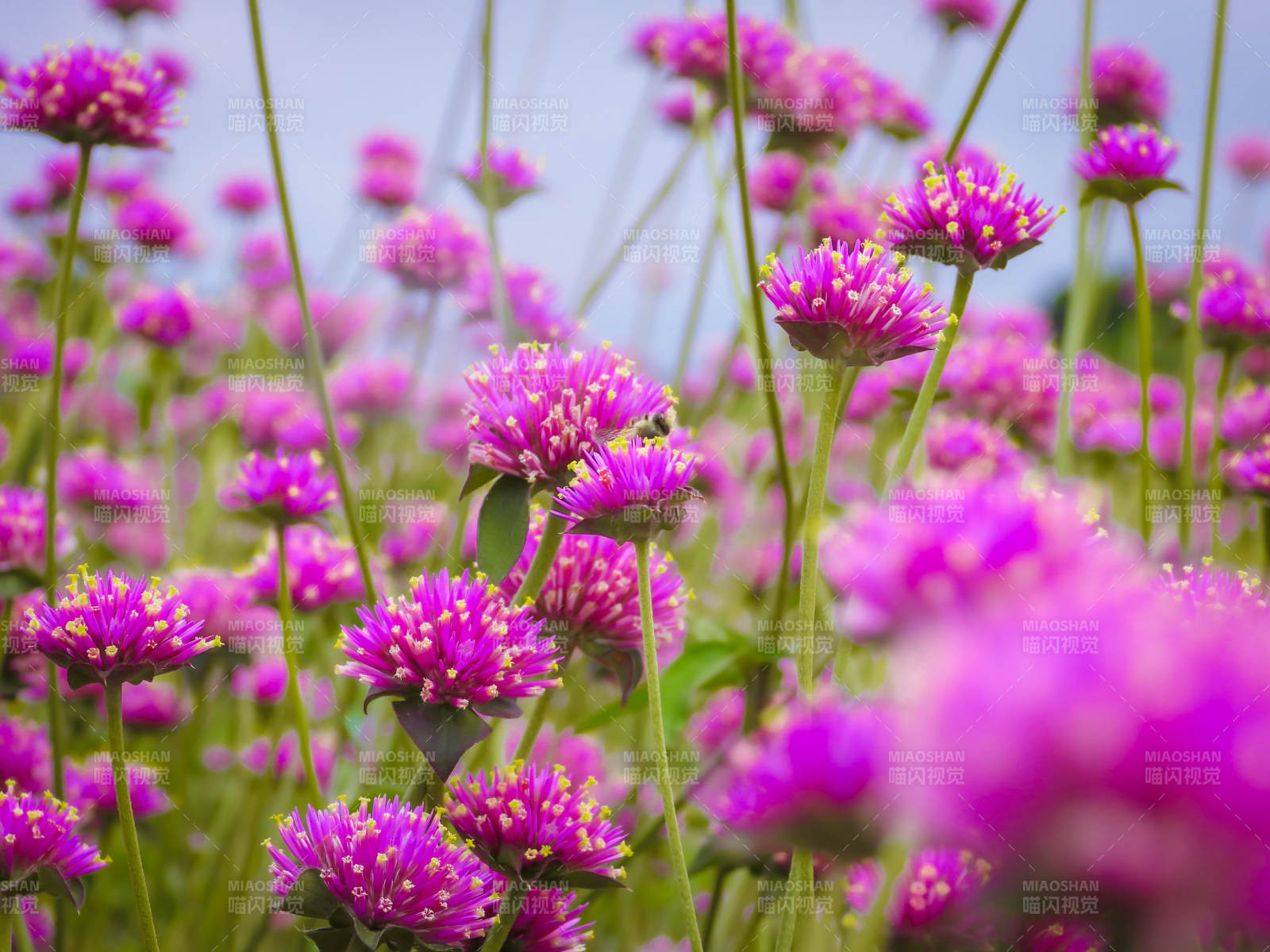 千日红绽放的田野图片
