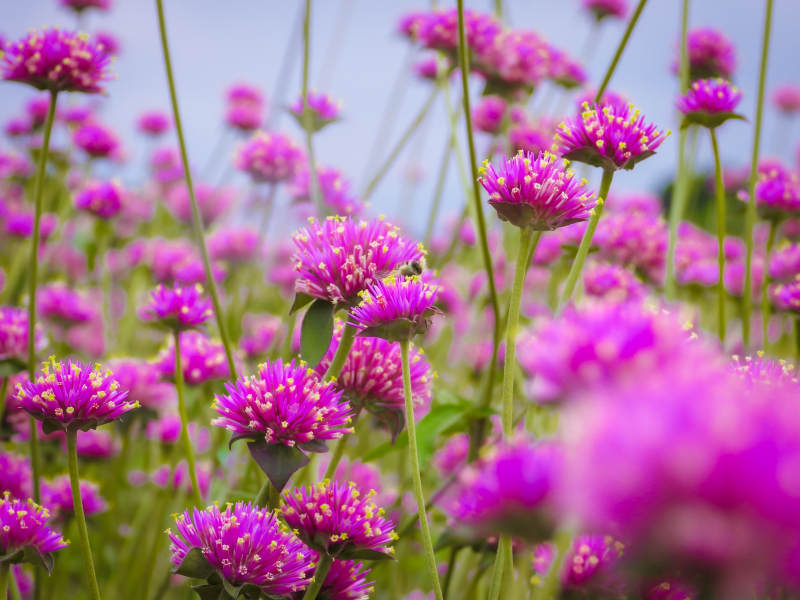 千日红绽放的田野图片