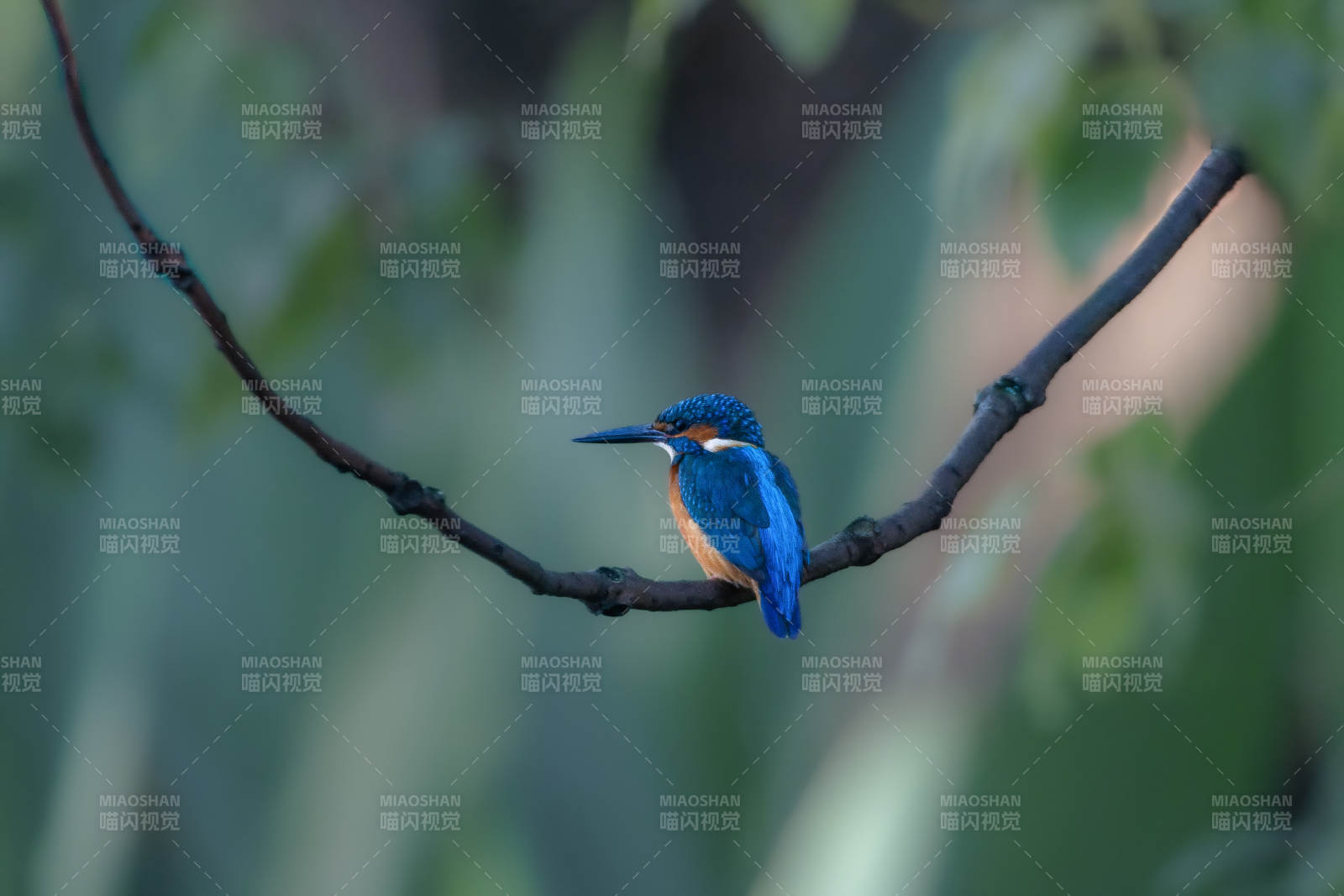 翠鸟栖枝 静谧自然图片