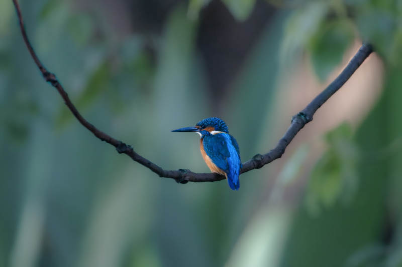 翠鸟栖枝 静谧自然图片