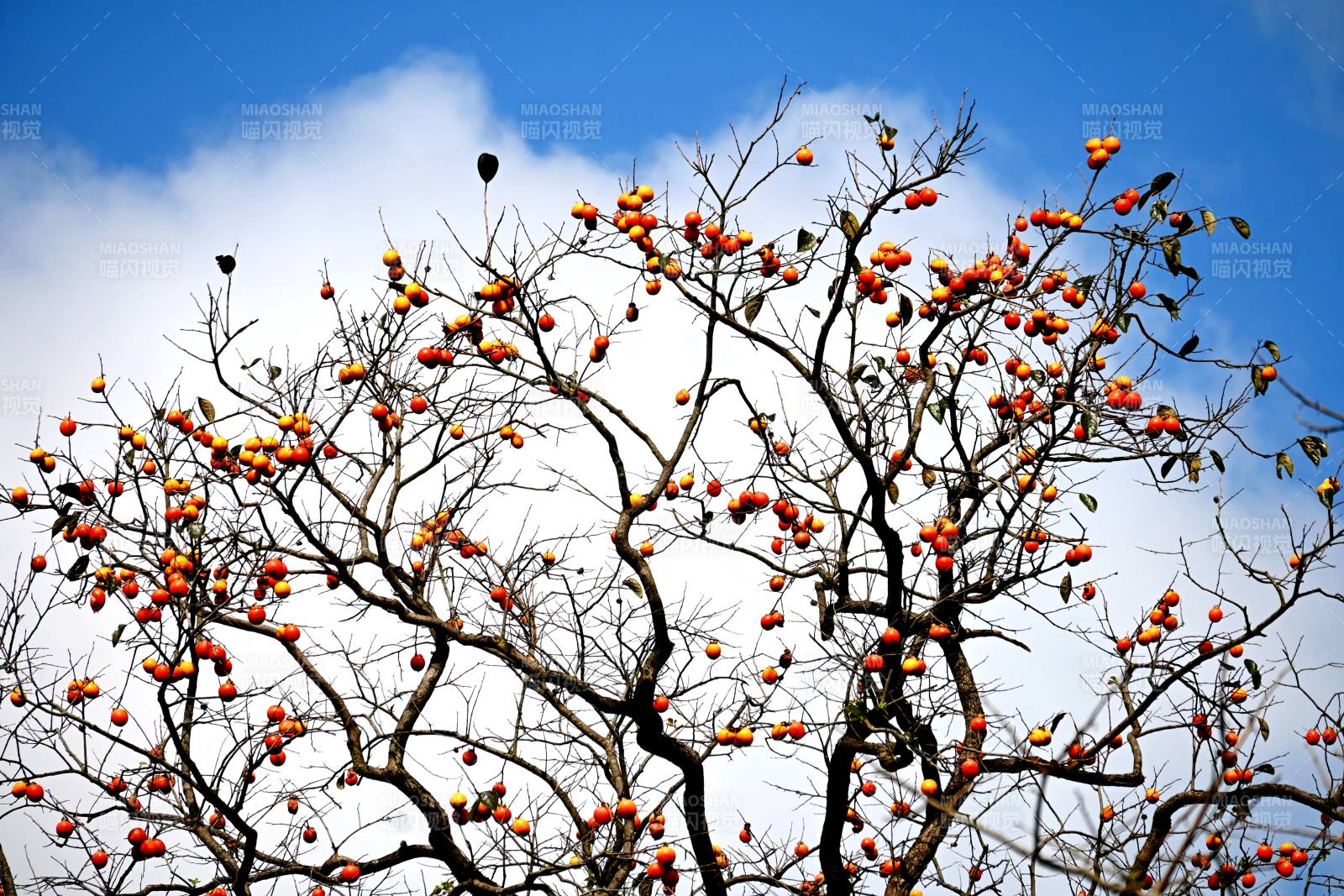 柿子挂枝头图片