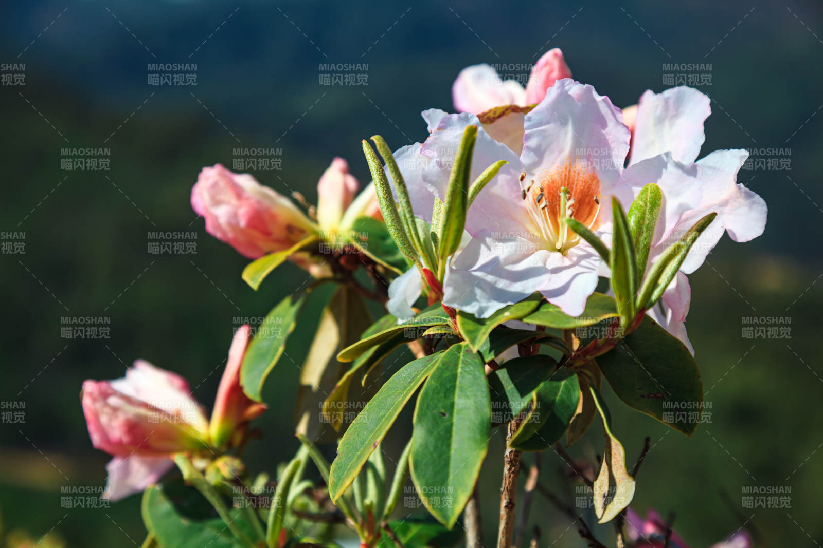 杜鹃花绽放山间图片