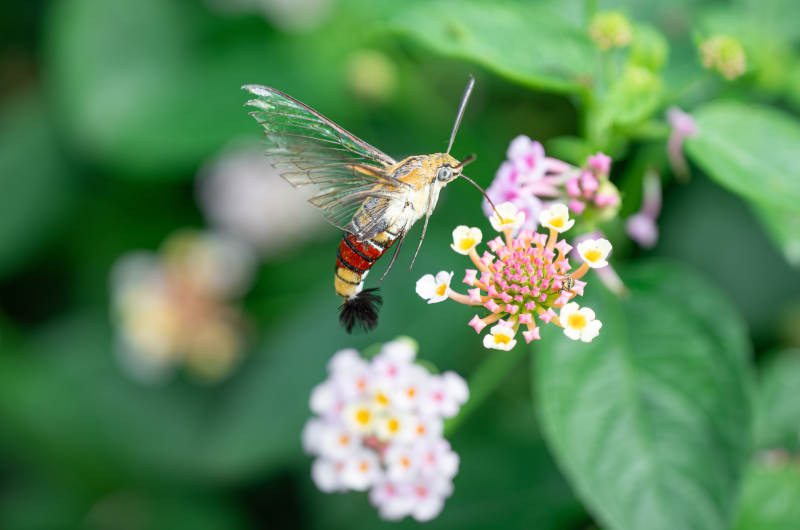 蜂鸟鹰蛾采蜜瞬间图片
