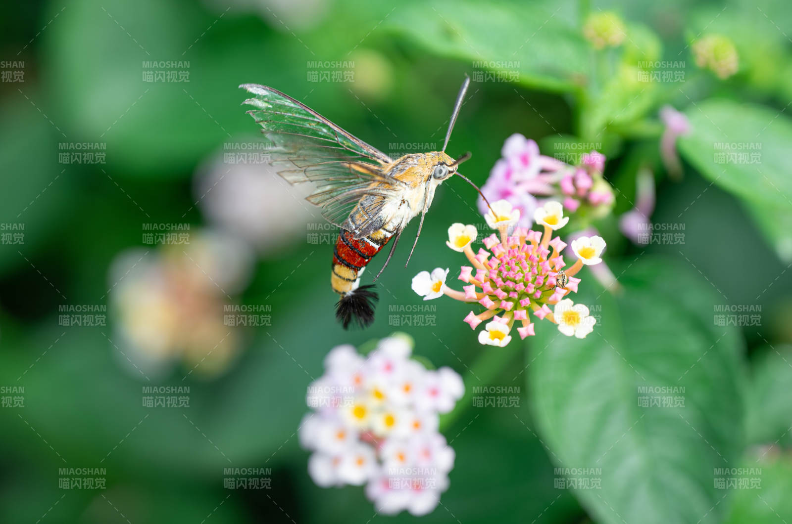 蜂鸟鹰蛾采蜜瞬间图片