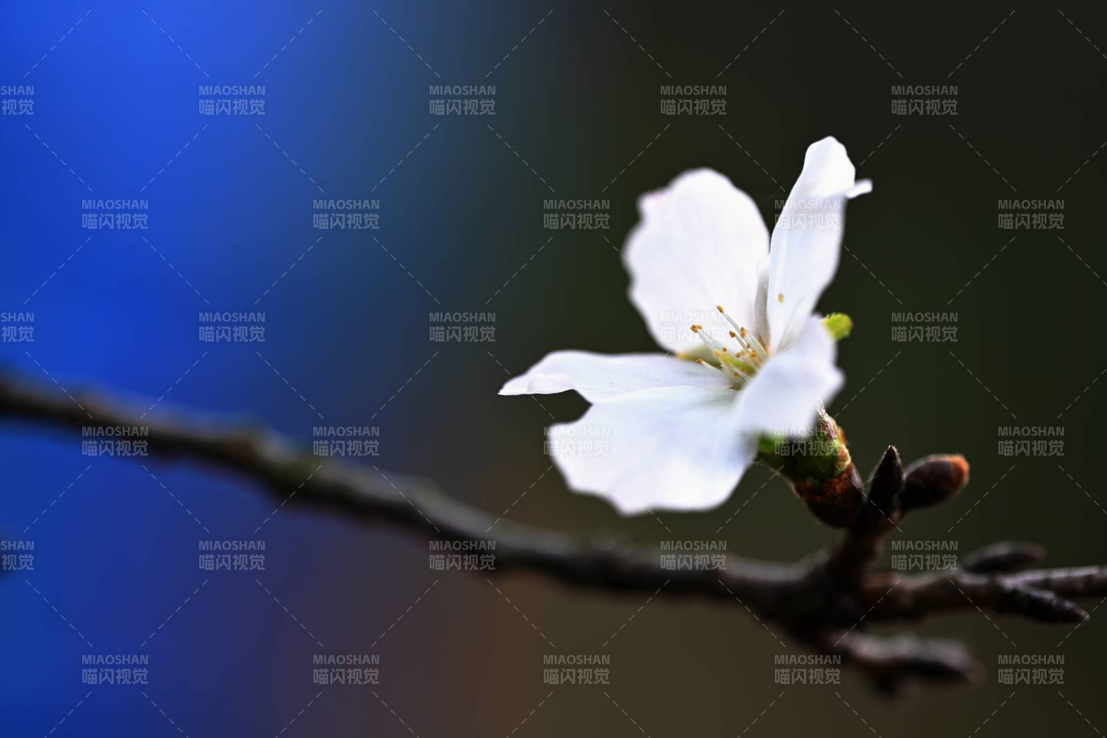 樱花深秋也绽放（浙江山区）图片