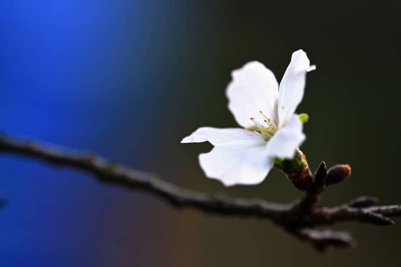 樱花深秋也绽放（浙江山区）图片