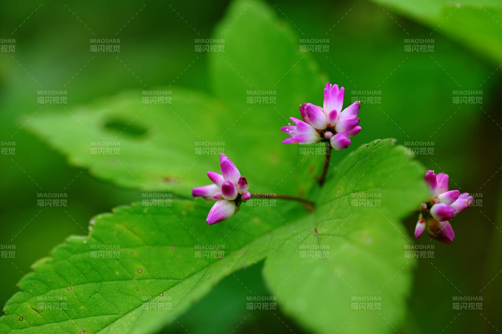 紫花绿叶相映成趣图片