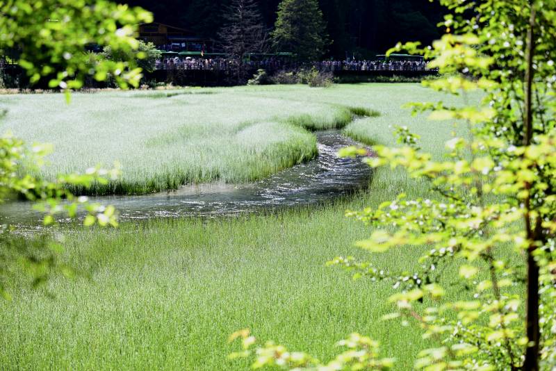绿意盎然的湿地风光图片