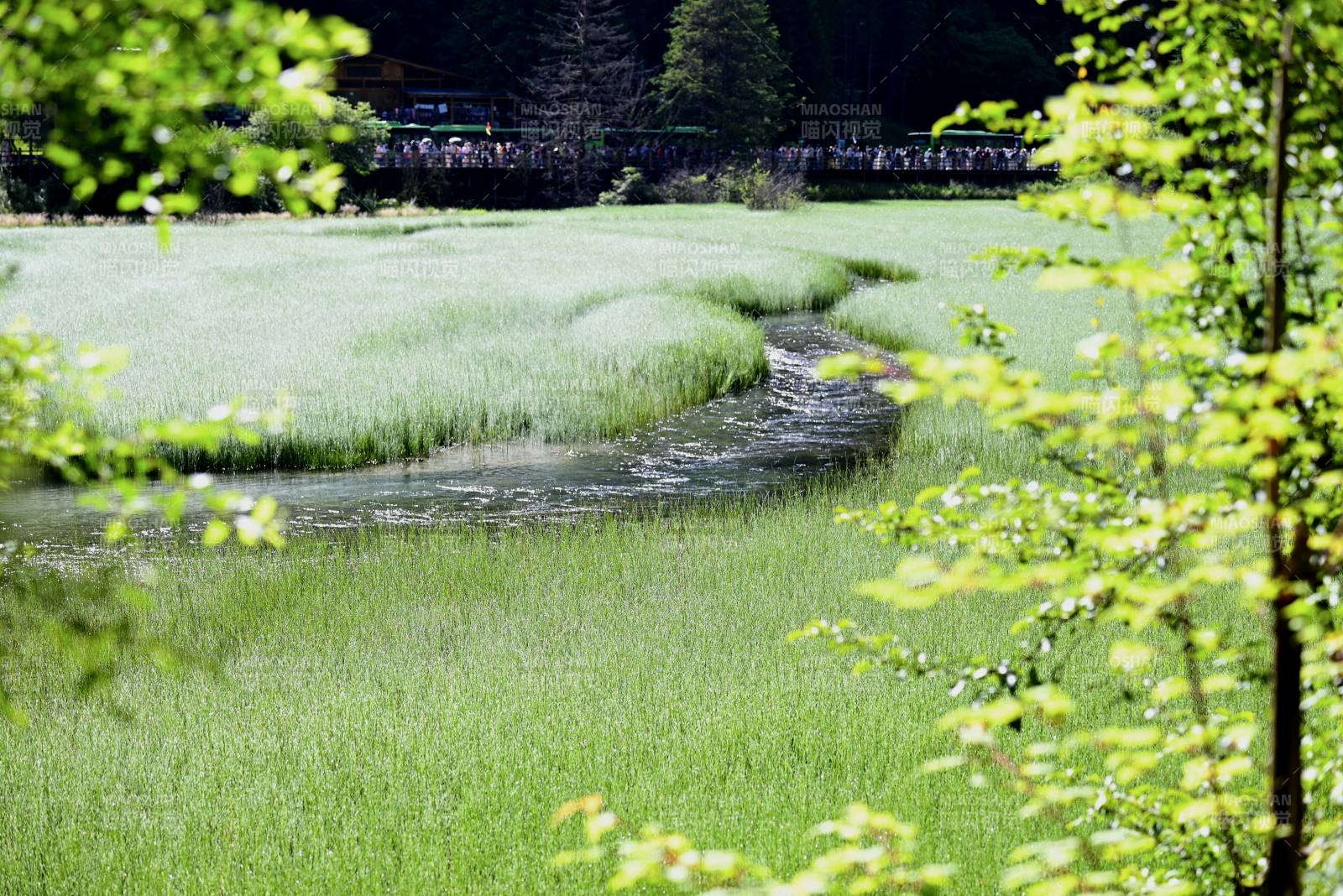 绿意盎然的湿地风光图片